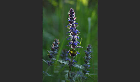 Kriechender Günsel (Ajuga reptans)