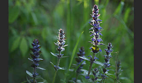 Kriechender Günsel (Ajuga reptans)