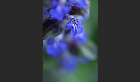 Kriechender Günsel (Ajuga reptans)