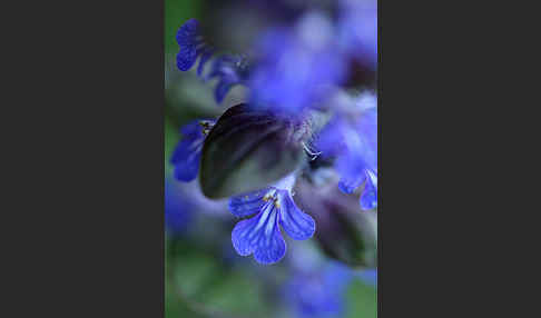 Kriechender Günsel (Ajuga reptans)