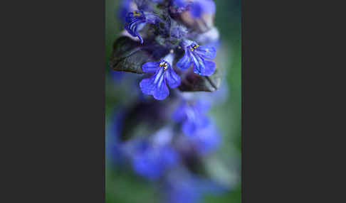 Kriechender Günsel (Ajuga reptans)