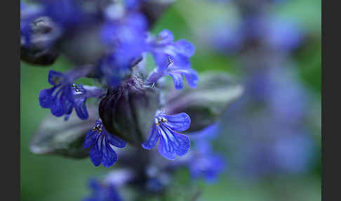 Kriechender Günsel (Ajuga reptans)