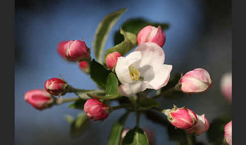 Kultur-Apfel (Malus domestica)