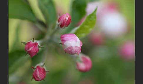 Kultur-Apfel (Malus domestica)