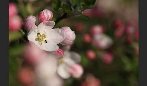 Kultur-Apfel (Malus domestica)