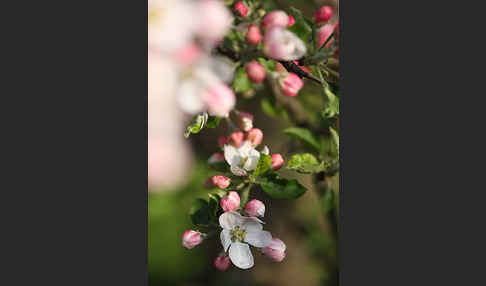 Kultur-Apfel (Malus domestica)