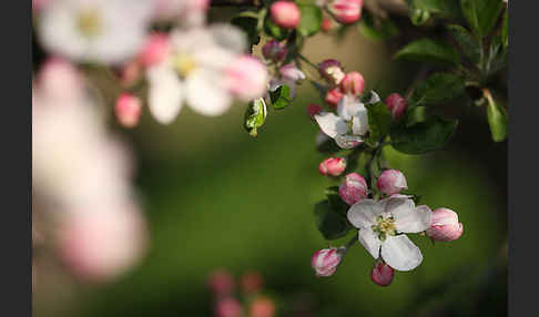 Kultur-Apfel (Malus domestica)