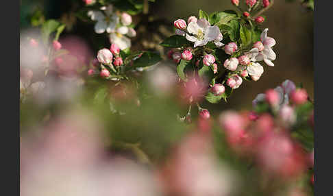 Kultur-Apfel (Malus domestica)