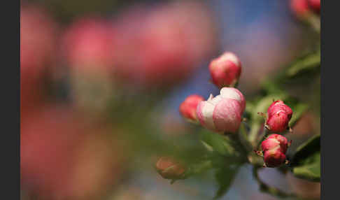 Kultur-Apfel (Malus domestica)