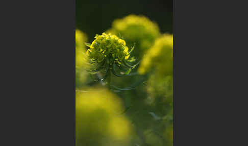 Zypressen-Wolfsmilch (Euphorbia cyparissias)