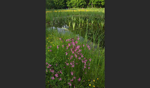 Kuckucks-Lichtnelke (Lychnis flos-cuculi)