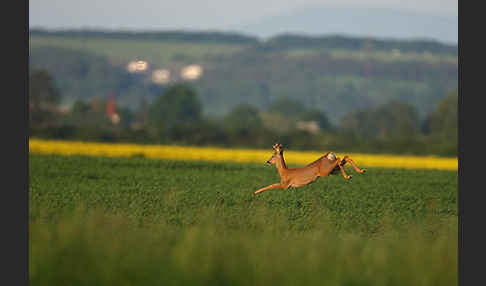 Rehwild (Capreolus capreolus)