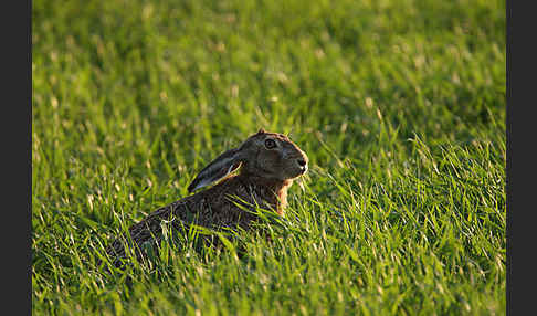 Feldhase (Lepus europaeus)