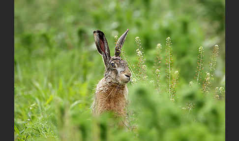 Feldhase (Lepus europaeus)