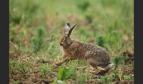 Feldhase (Lepus europaeus)