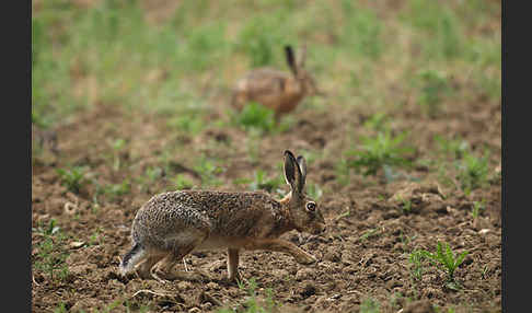 Feldhase (Lepus europaeus)