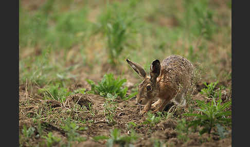 Feldhase (Lepus europaeus)