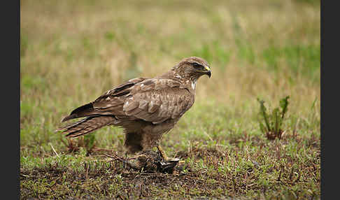 Mäusebussard (Buteo buteo)