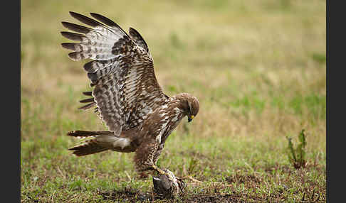 Mäusebussard (Buteo buteo)