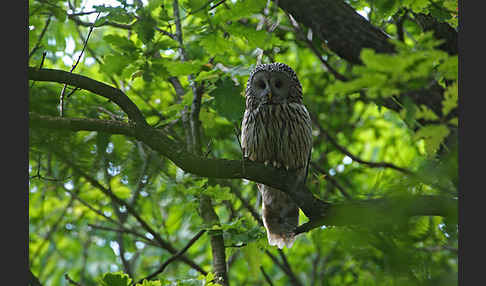 Habichtskauz (Strix uralensis)