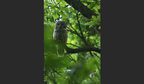 Habichtskauz (Strix uralensis)