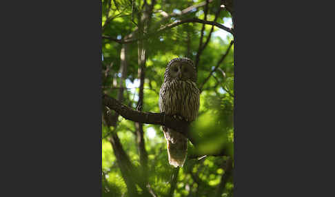 Habichtskauz (Strix uralensis)