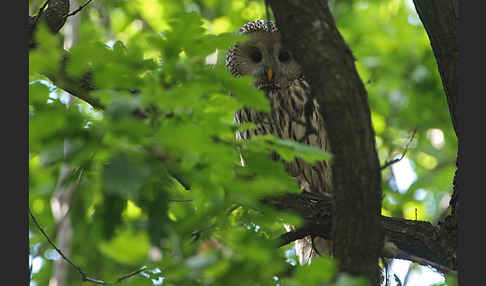 Habichtskauz (Strix uralensis)