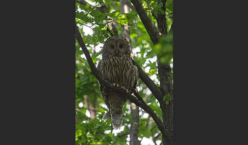 Habichtskauz (Strix uralensis)