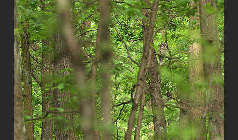 Habichtskauz (Strix uralensis)