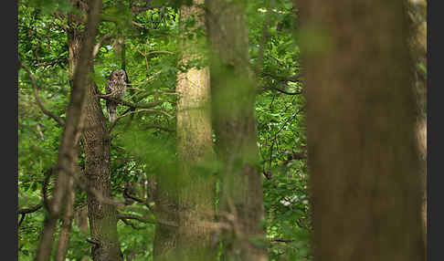 Habichtskauz (Strix uralensis)