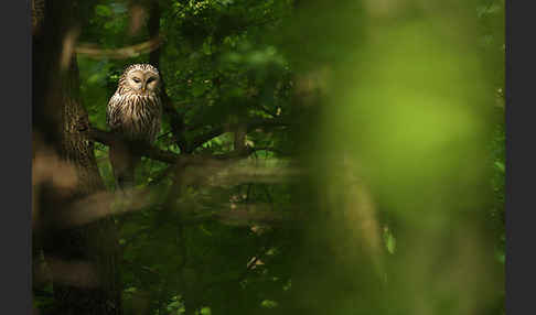 Habichtskauz (Strix uralensis)