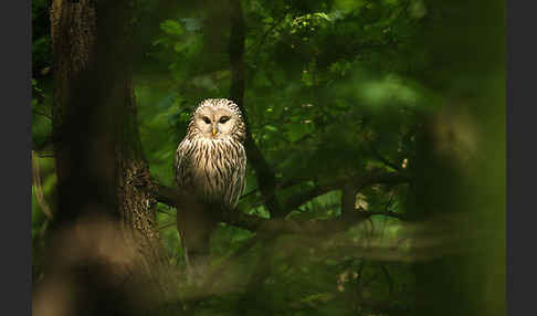 Habichtskauz (Strix uralensis)