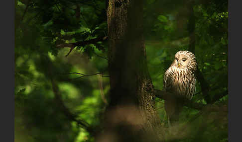 Habichtskauz (Strix uralensis)