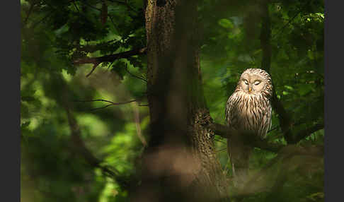 Habichtskauz (Strix uralensis)