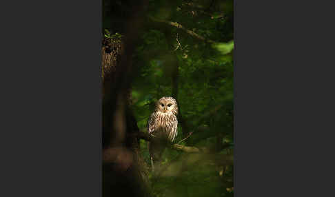 Habichtskauz (Strix uralensis)