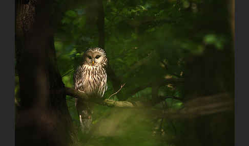 Habichtskauz (Strix uralensis)