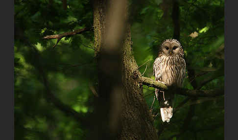 Habichtskauz (Strix uralensis)