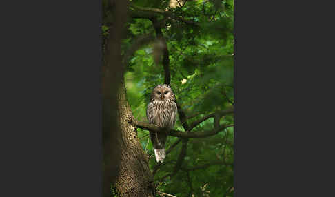 Habichtskauz (Strix uralensis)