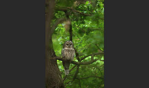 Habichtskauz (Strix uralensis)