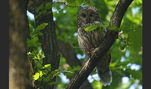 Habichtskauz (Strix uralensis)