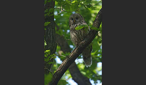 Habichtskauz (Strix uralensis)