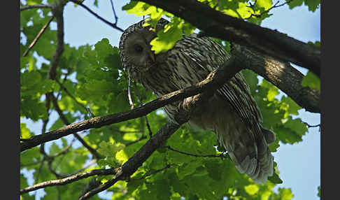 Habichtskauz (Strix uralensis)