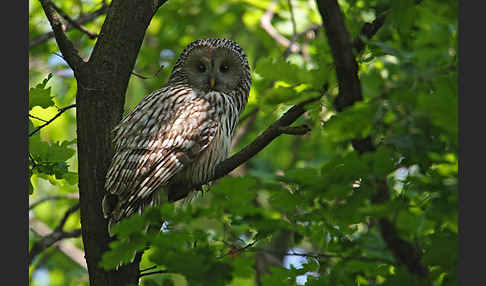 Habichtskauz (Strix uralensis)