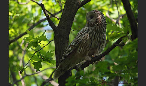 Habichtskauz (Strix uralensis)