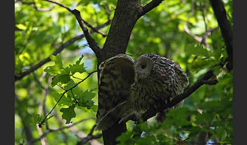 Habichtskauz (Strix uralensis)