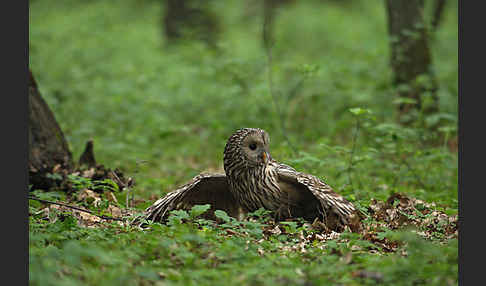 Habichtskauz (Strix uralensis)