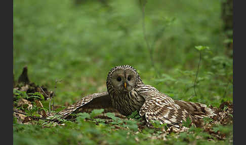 Habichtskauz (Strix uralensis)