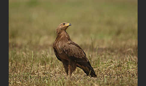 Schreiadler (Aquila pomarina)