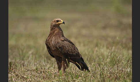 Schreiadler (Aquila pomarina)