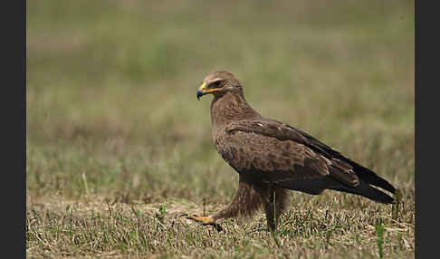 Schreiadler (Aquila pomarina)